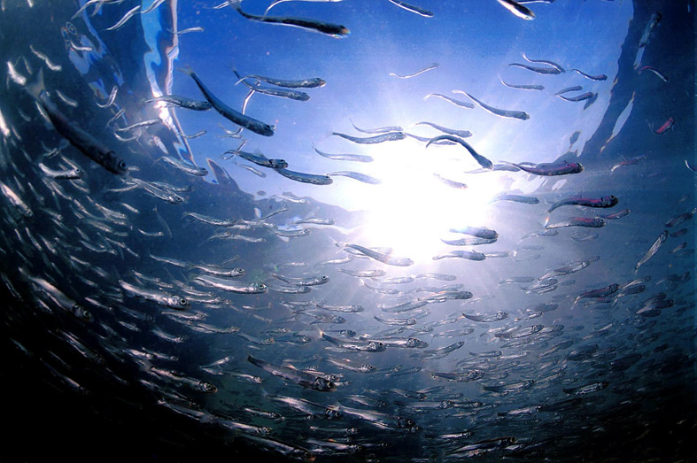 국제신문 박수현 기자의 ‘바다의 신비 Fish Eye